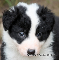 black and white MALE border collie puppy